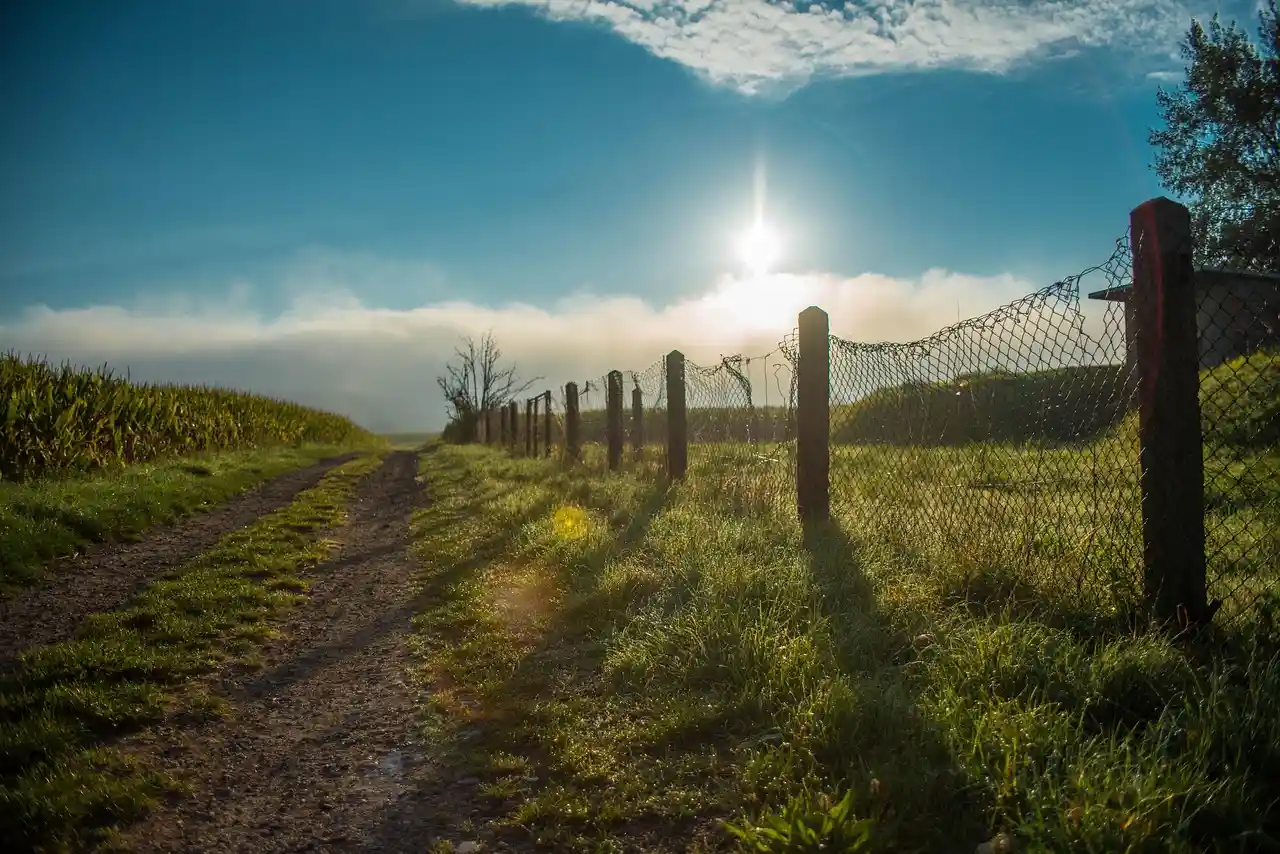 Feldweg zwischen Wiese und Maisfeld, im Gegenlicht der Morgensonne