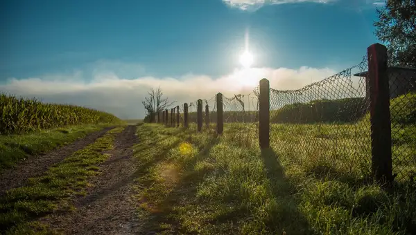 Feldweg zwischen Wiese und Maisfeld, im Gegenlicht der Morgensonne