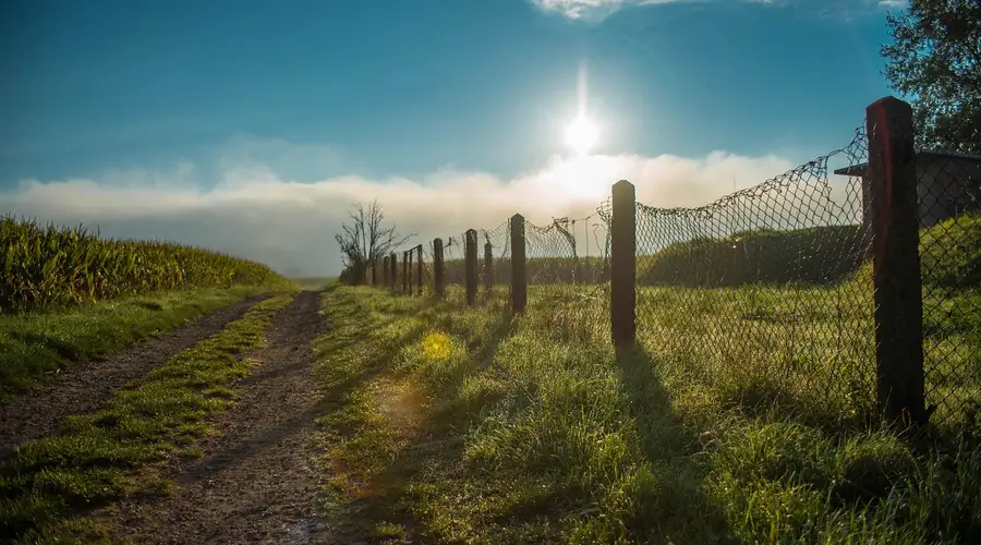 Feldweg zwischen Wiese und Maisfeld, im Gegenlicht der Morgensonne