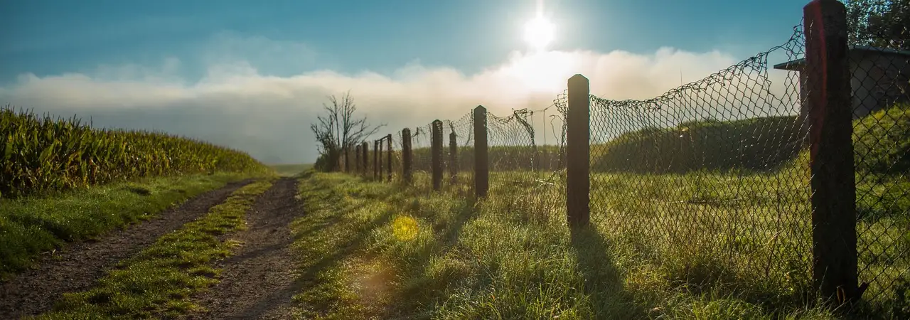 Feldweg zwischen Wiese und Maisfeld, im Gegenlicht der Morgensonne