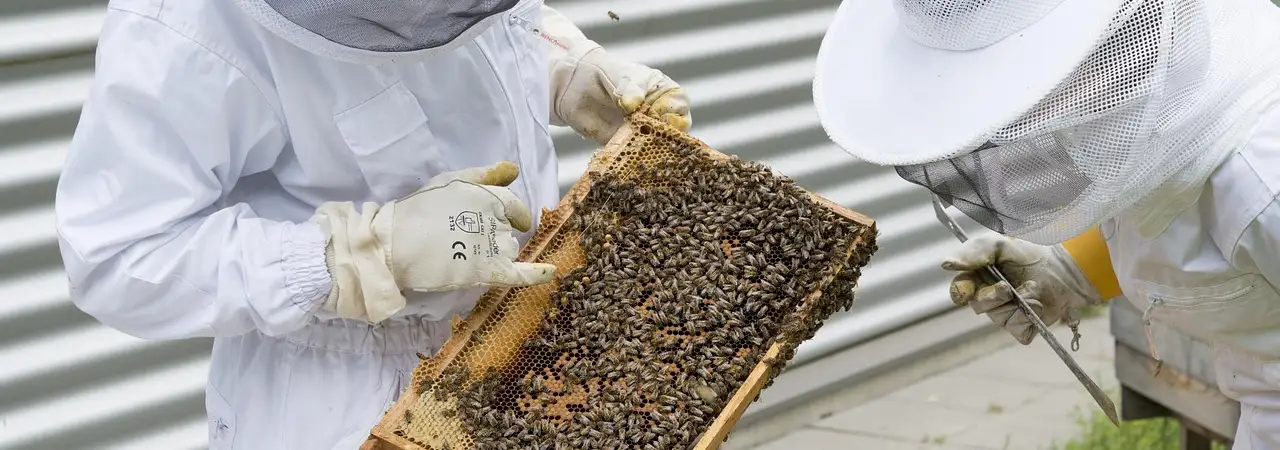 Imker in Schutzkleidung begutachten eine Bienenwabe